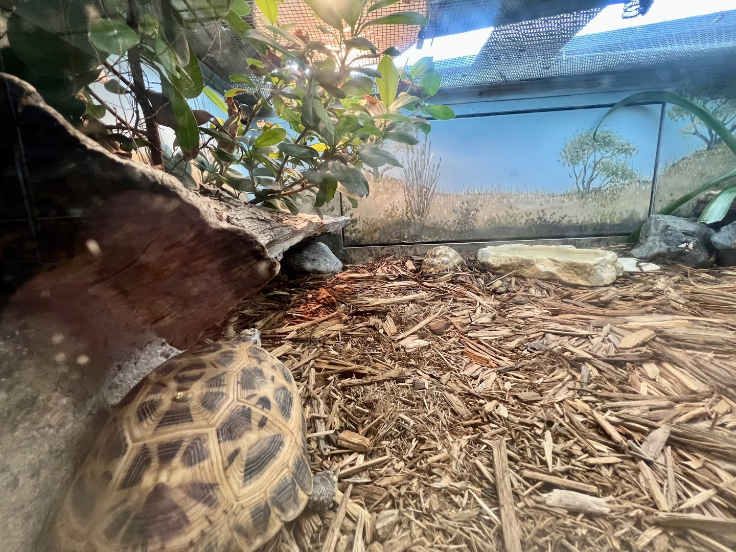 Madagascar Spider Tortoise