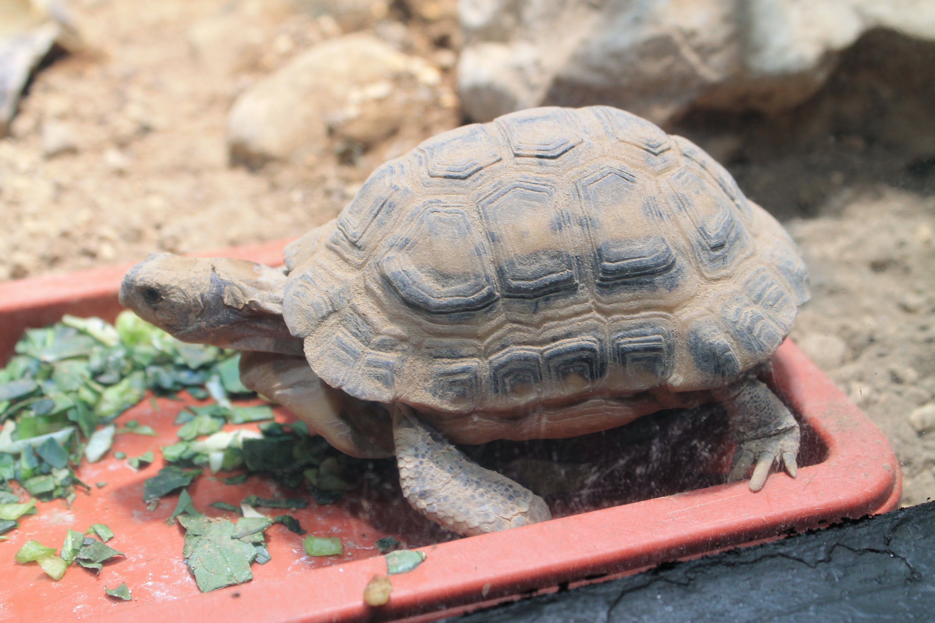 Madagascar Spider Tortoise