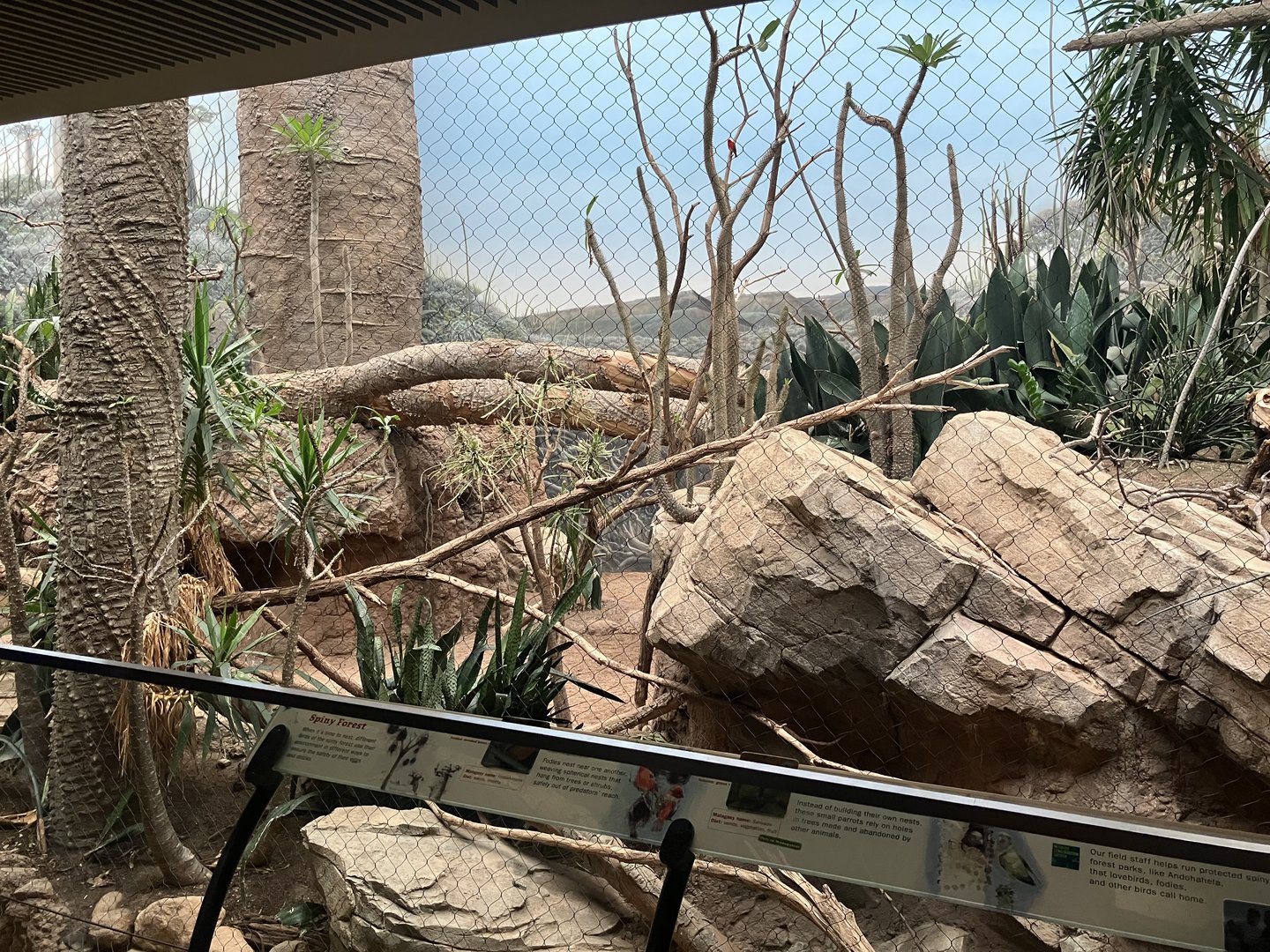 Madagascar - Spiny Forest Exhibit