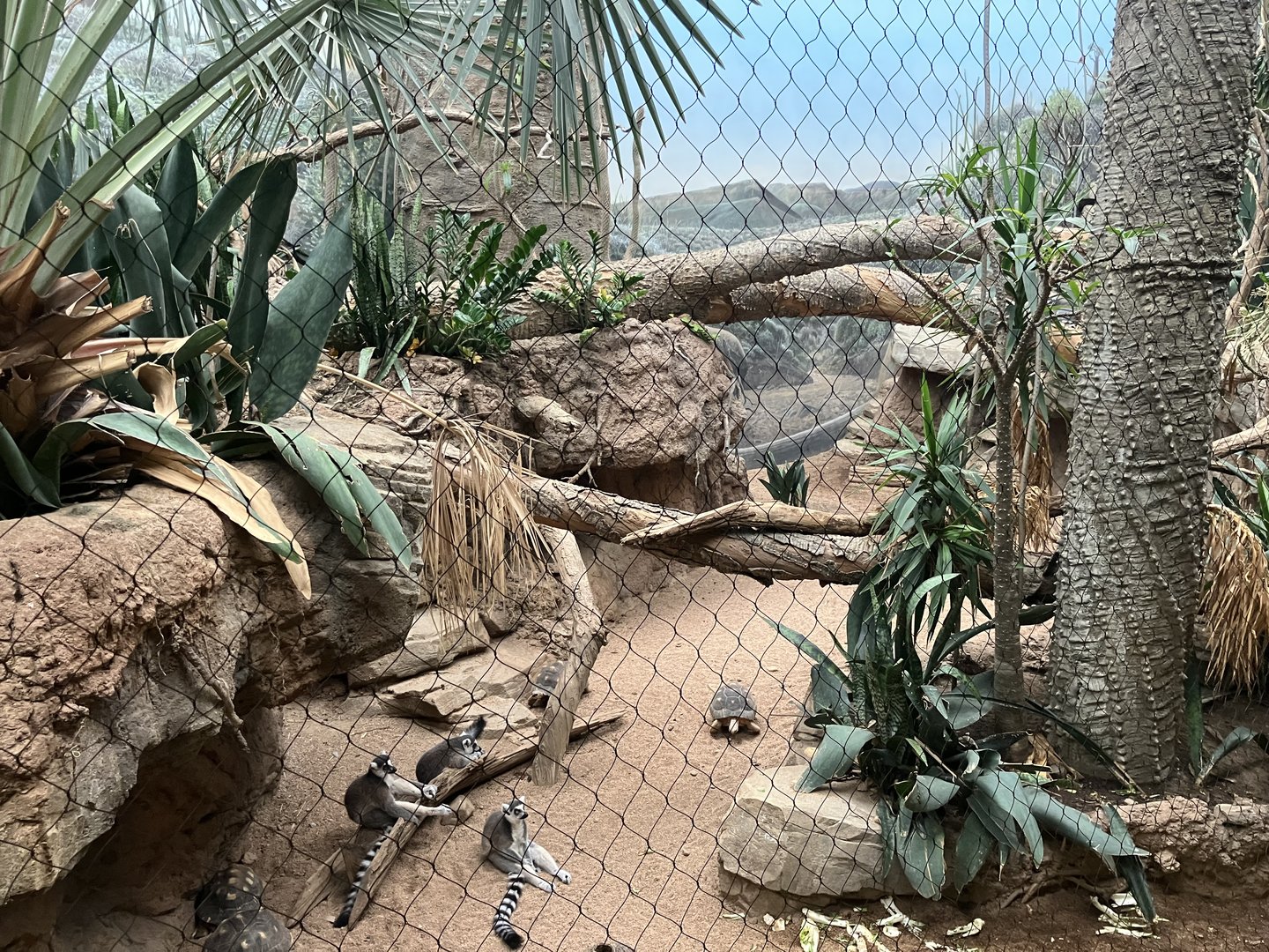 Madagascar - Spiny Forest Exhibit