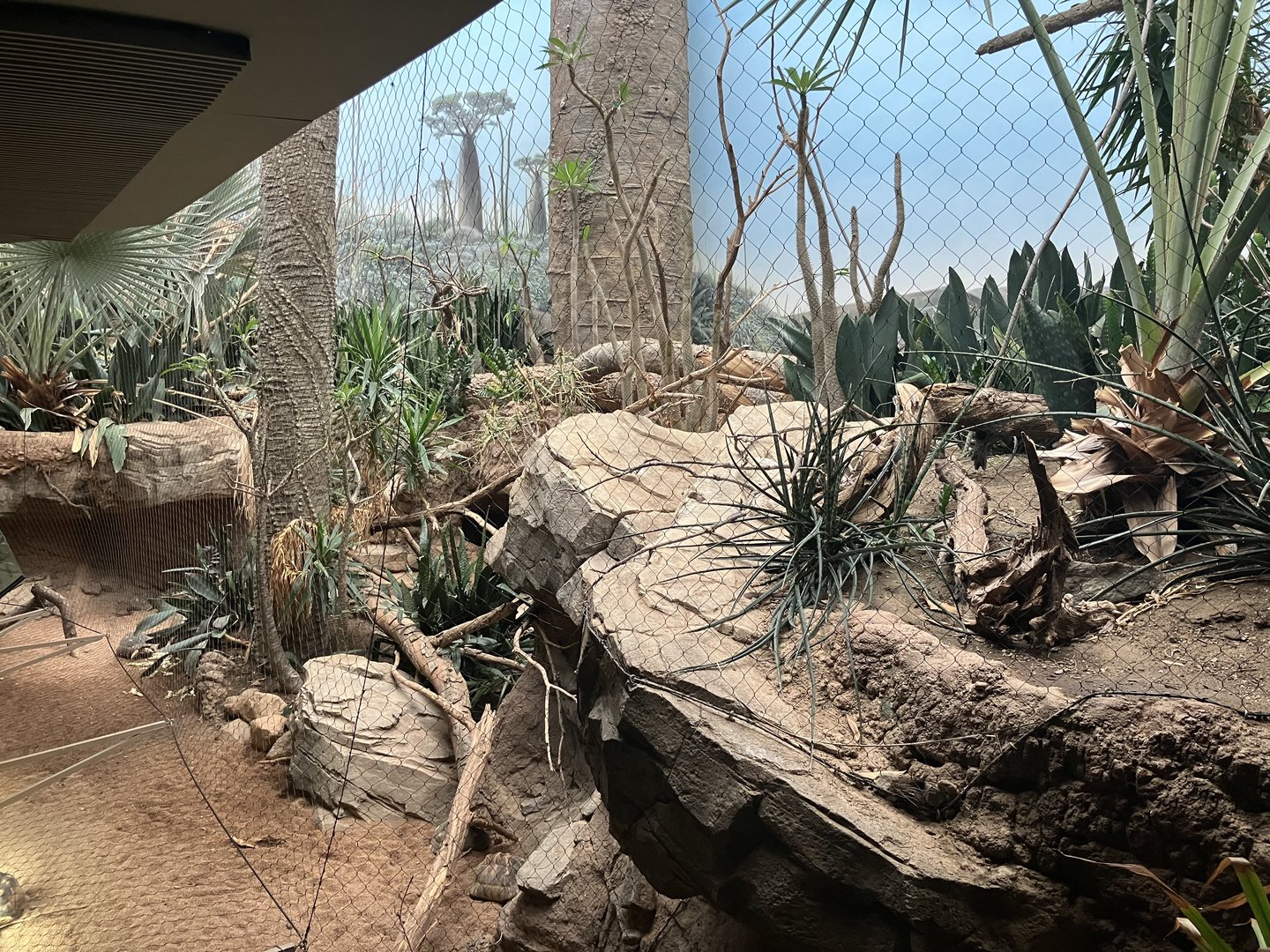 Madagascar - Spiny Forest Exhibit