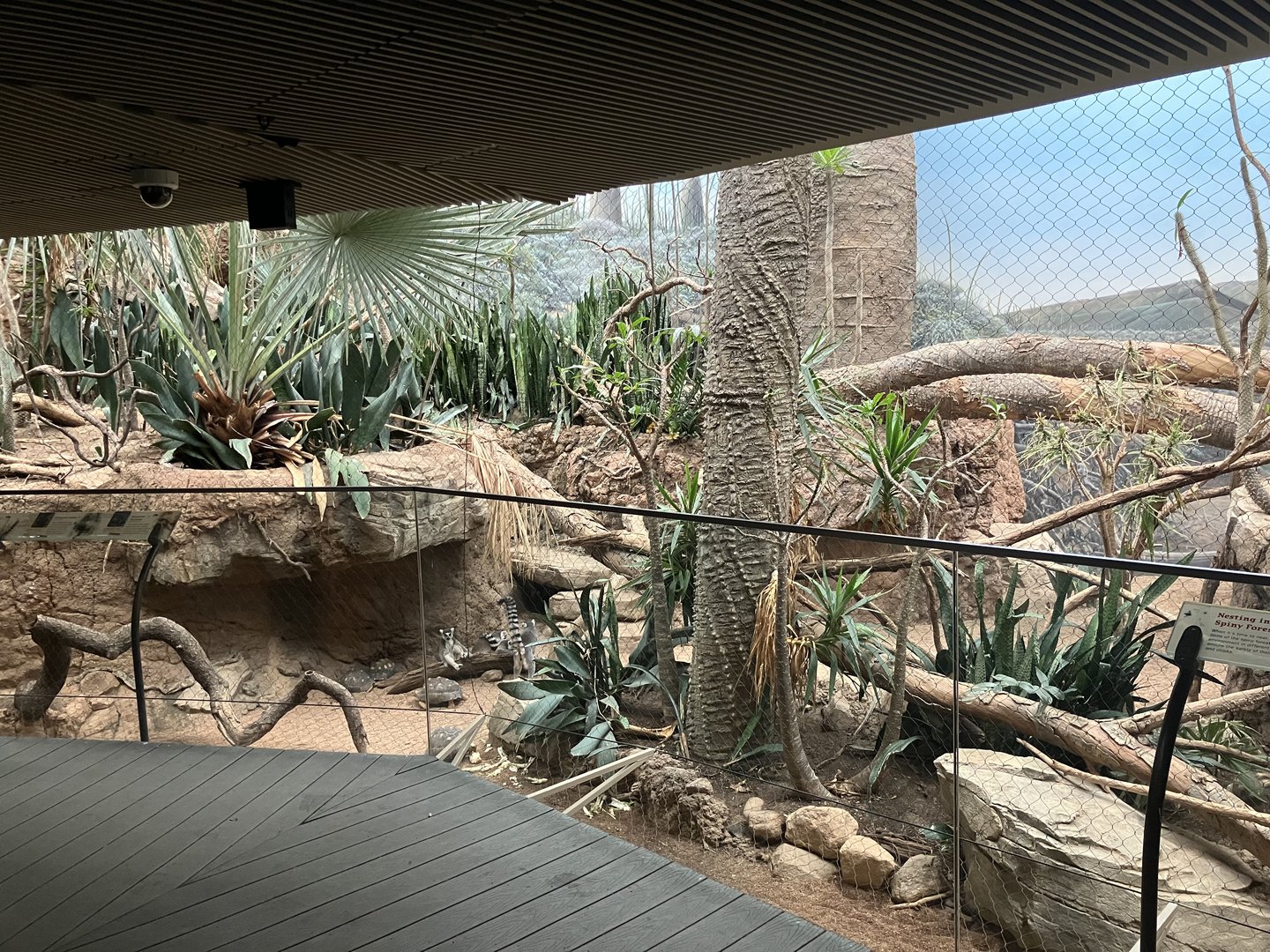 Madagascar - Spiny Forest Exhibit