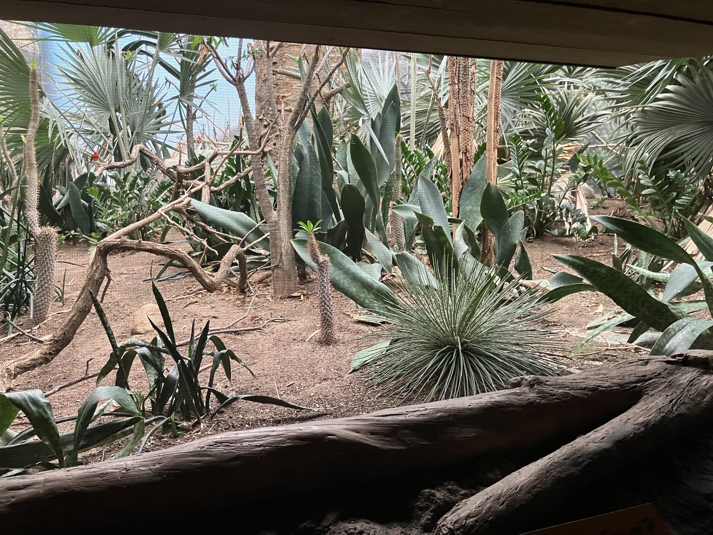 Madagascar - Spiny Forest Exhibit