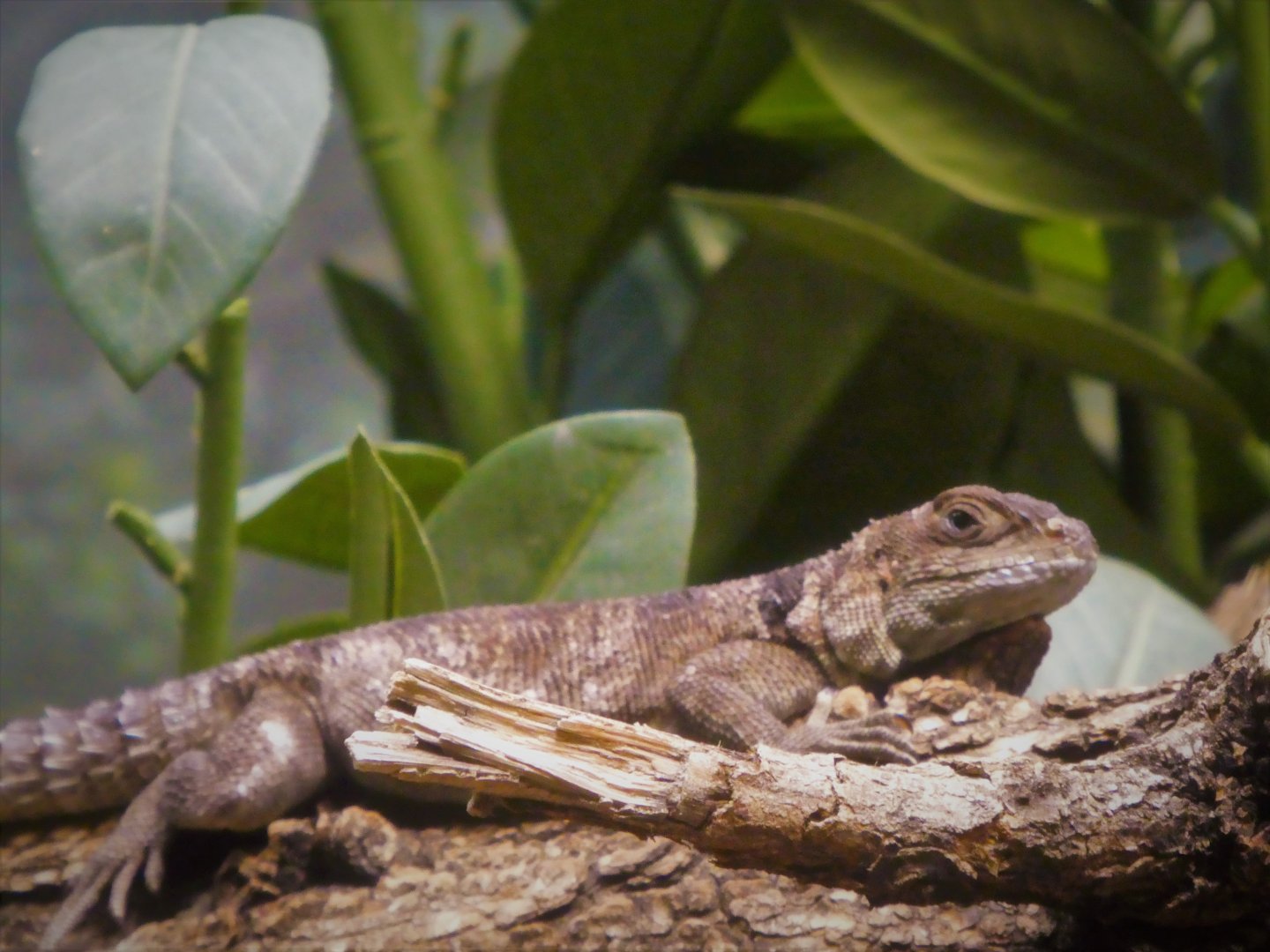 Madagascar! - Spiny Forest - Madagascar Swift