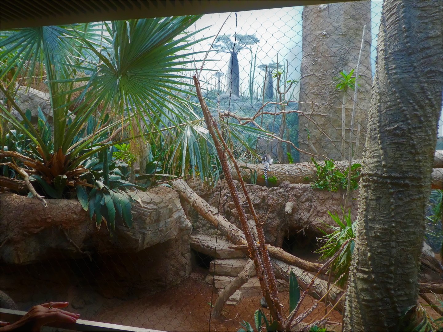 Madagascar! - Spiny Forest - Main Exhibit