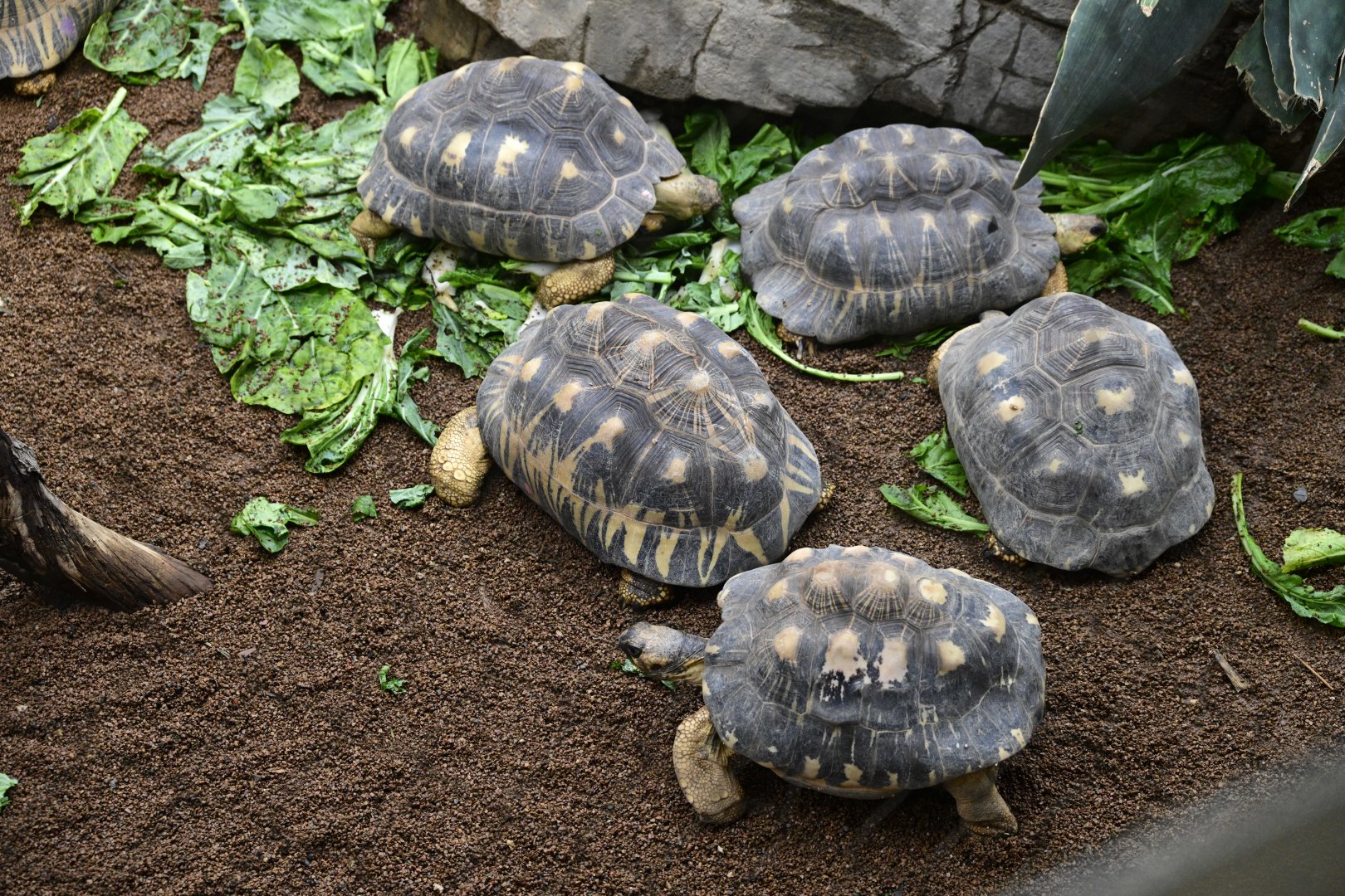 Madagascar! - Spiny Forest - Radiated Tortoises (Astrochelys radiata)