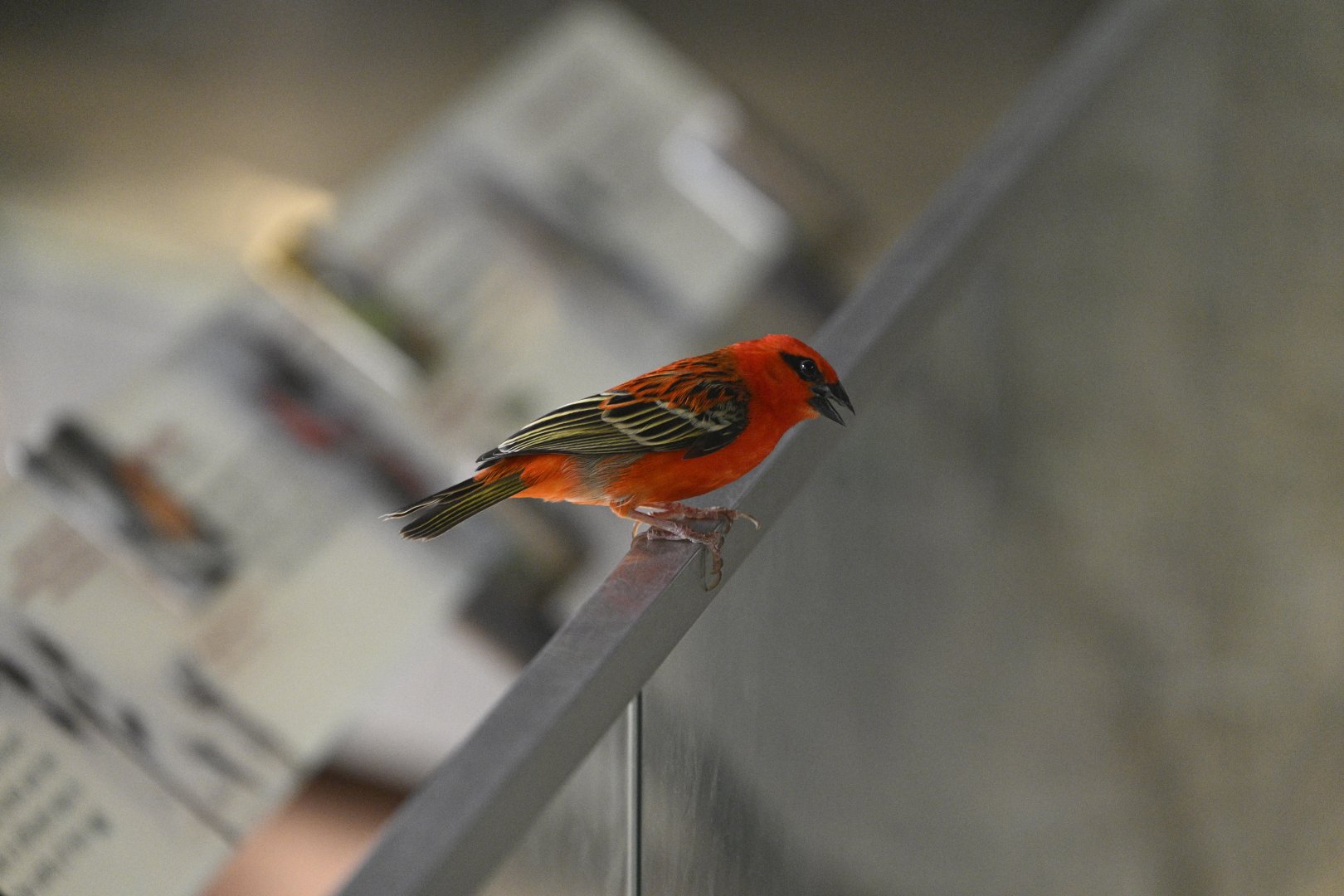 Madagascar! - Spiny Forest - Red Fody (Foudia madagascariensis)