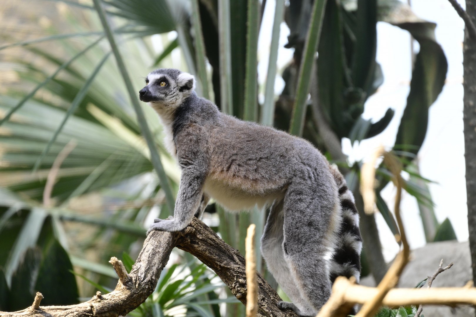 Madagascar! - Spiny Forest - Ring-tailed Lemur (Lemur catta)