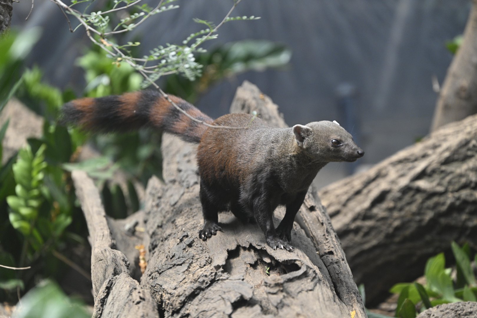 Madagascar! - Spiny Forest - Ring-tailed Vontsira (Galidia elegans)