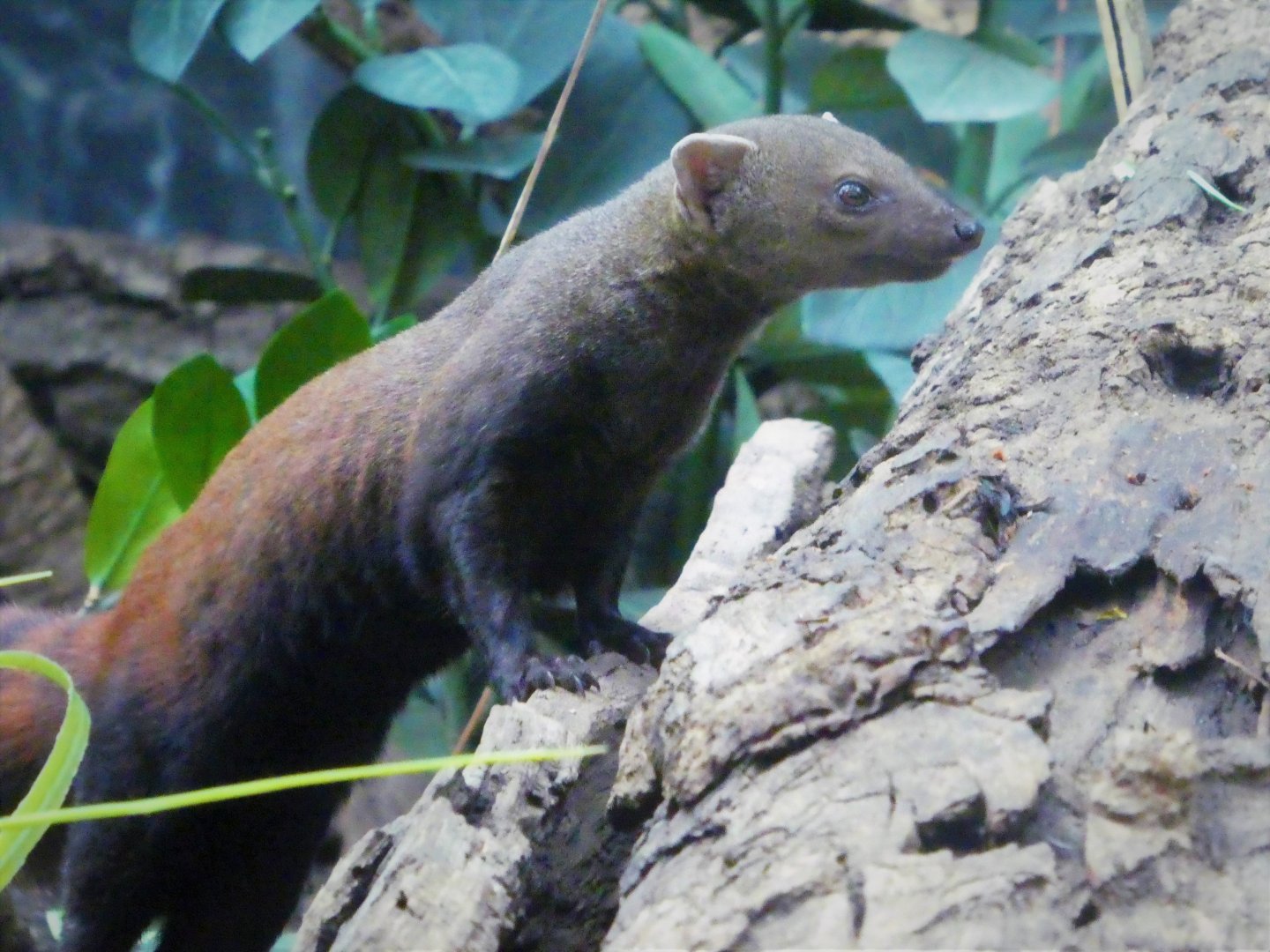 Madagascar! - Spiny Forest - Ring-tailed Vontsira