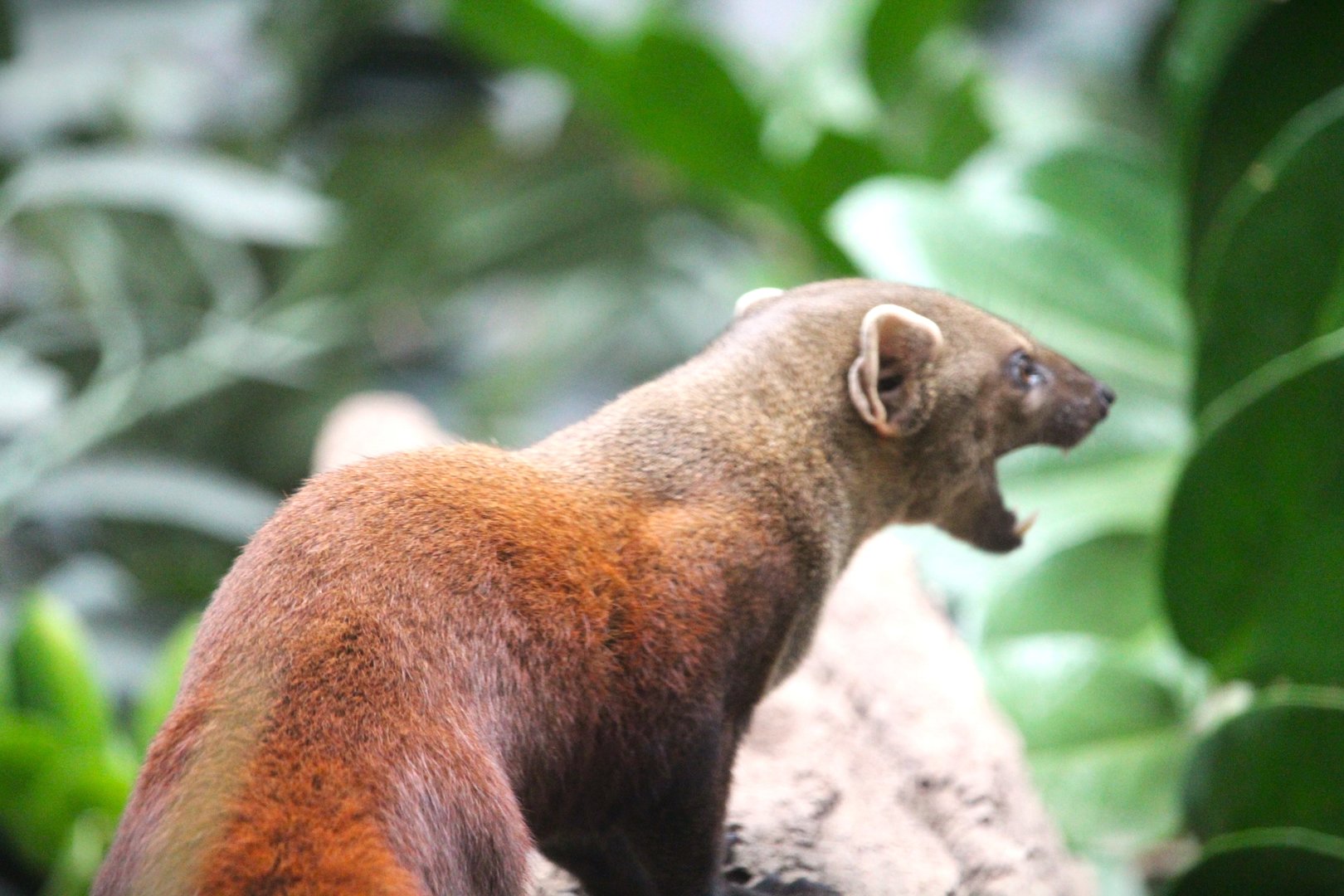Madagascar! - Spiny Forest - Ring-tailed Vontsira