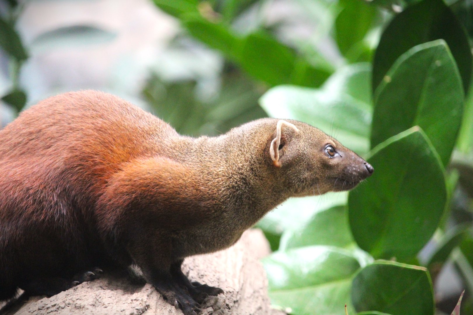 Madagascar! - Spiny Forest - Ring-tailed Vontsira