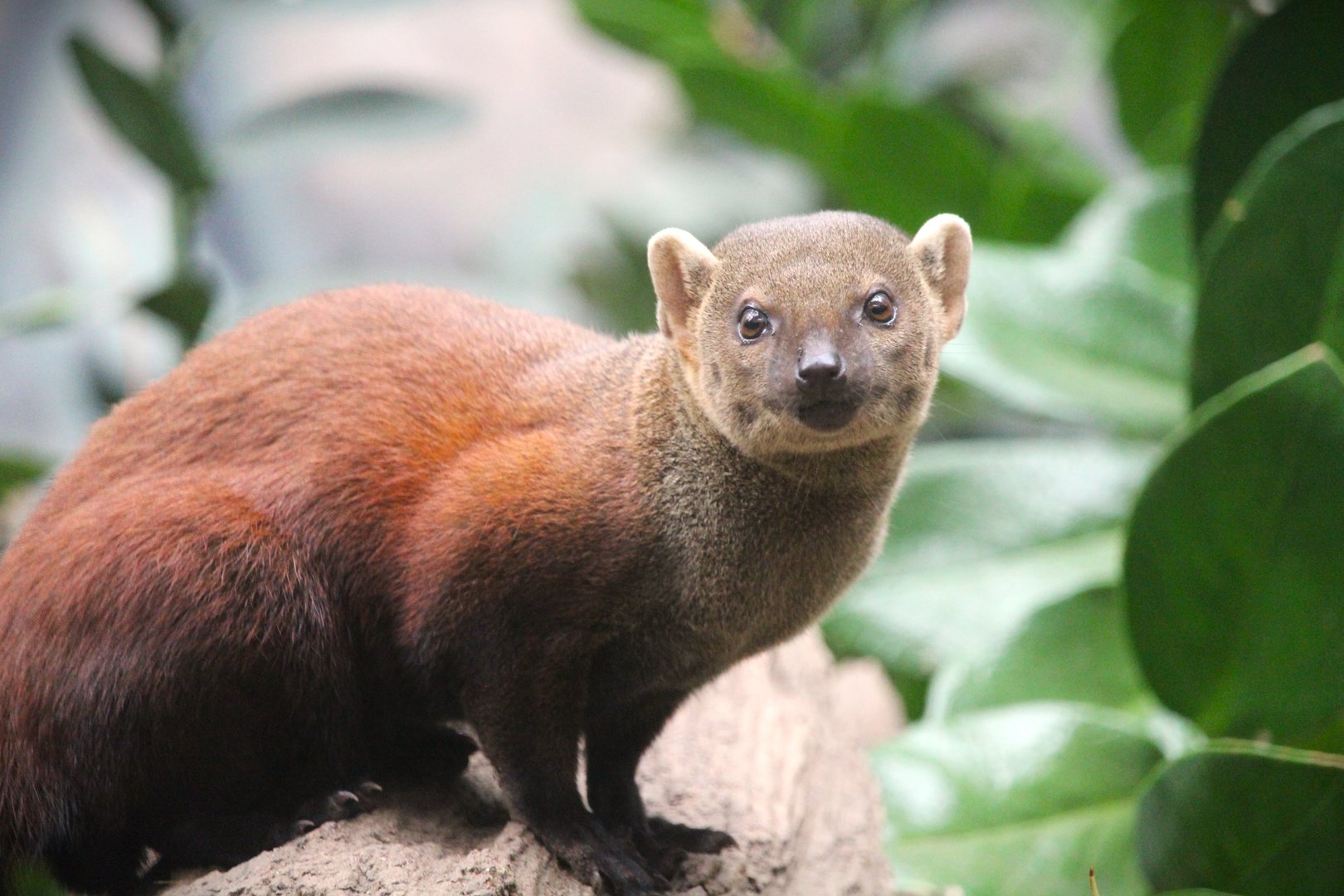 Madagascar! - Spiny Forest - Ring-tailed Vontsira