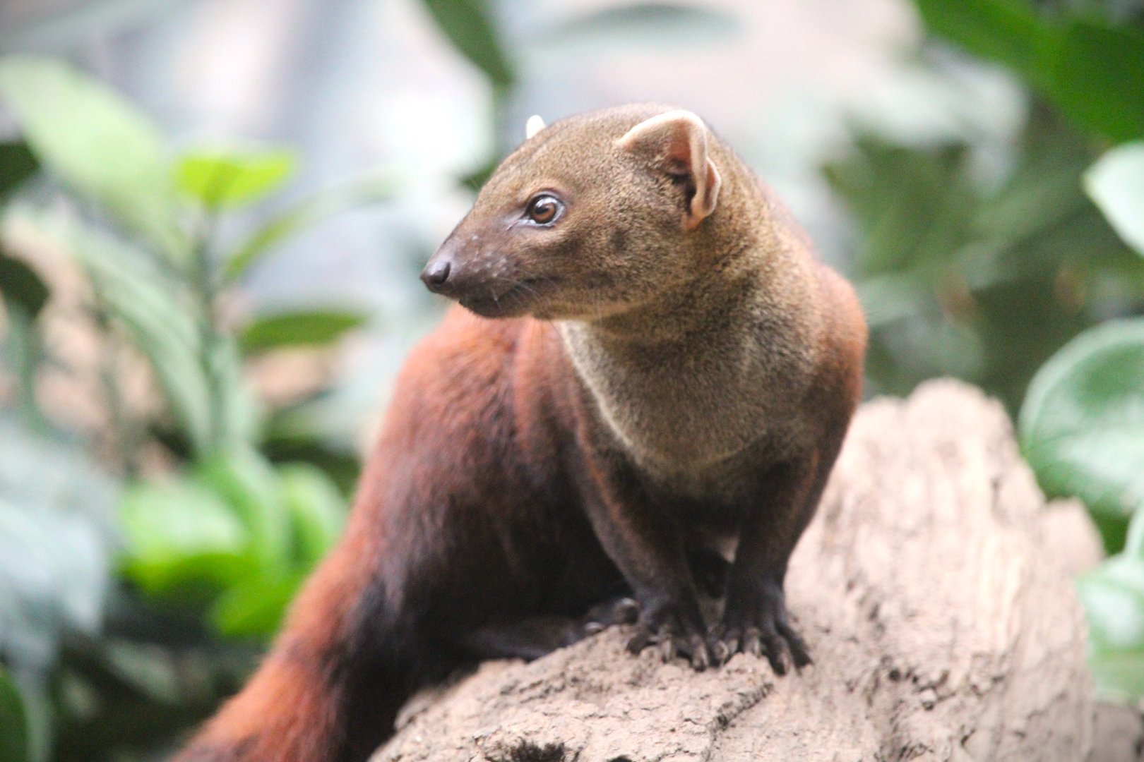 Madagascar! - Spiny Forest - Ring-tailed Vontsira