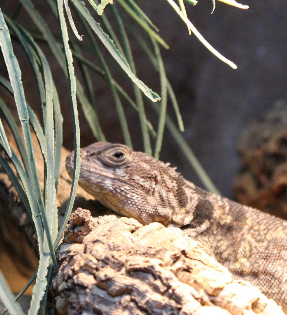 Madagascar spiny-tailed iguana