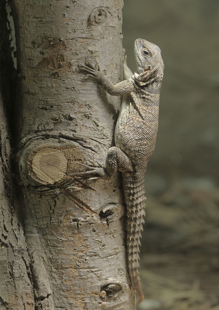 Madagascar spiny-tailed iguana