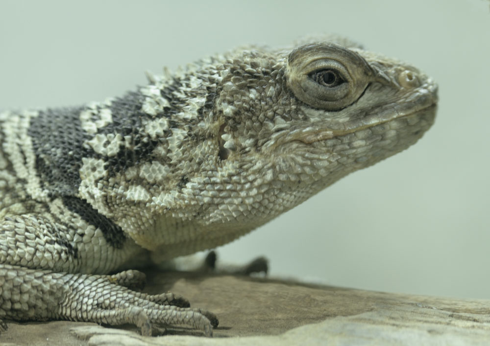 Madagascar spiny-tailed iguana