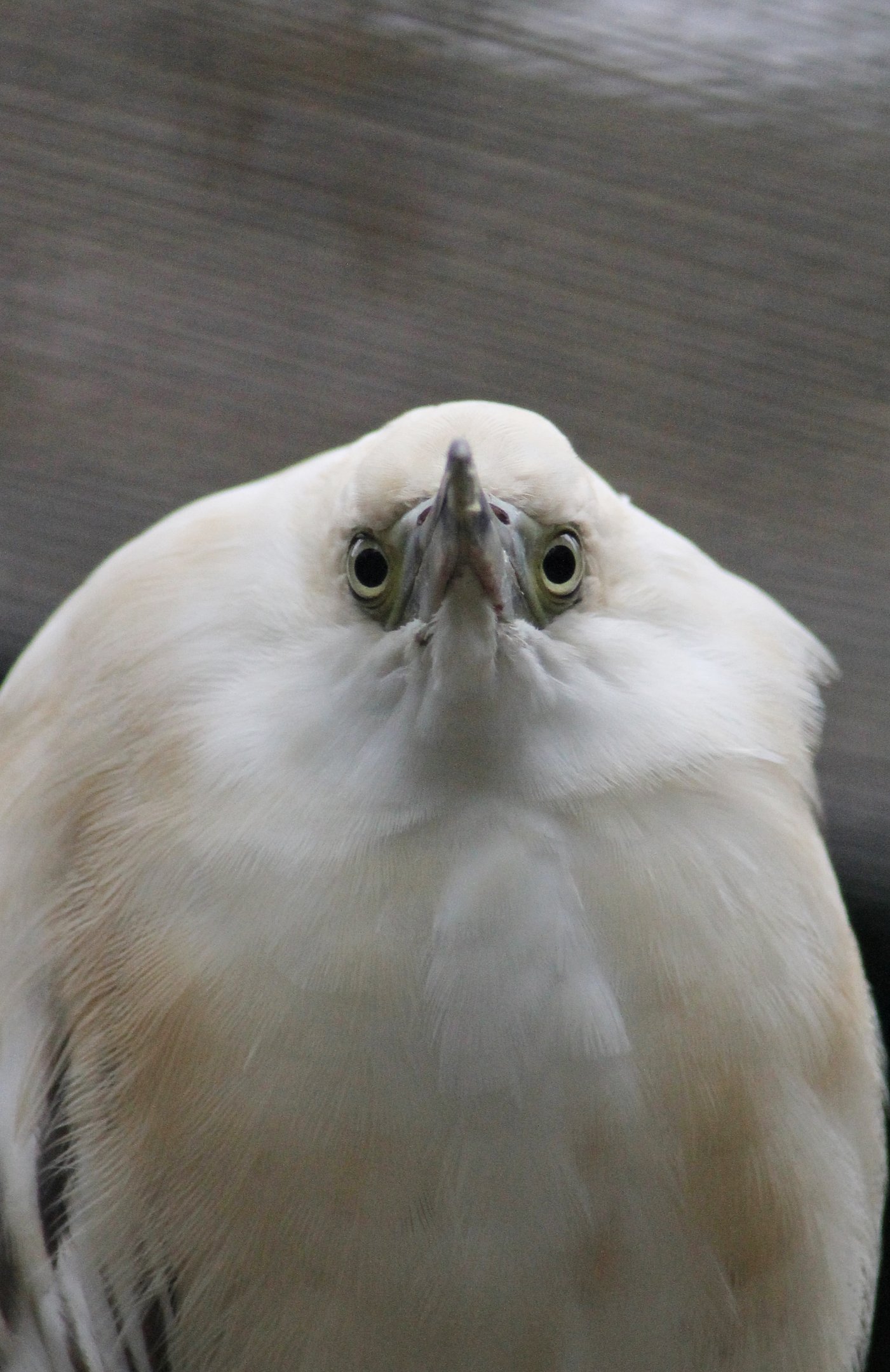 Madagascar Squacco Heron (Ardeola idae)