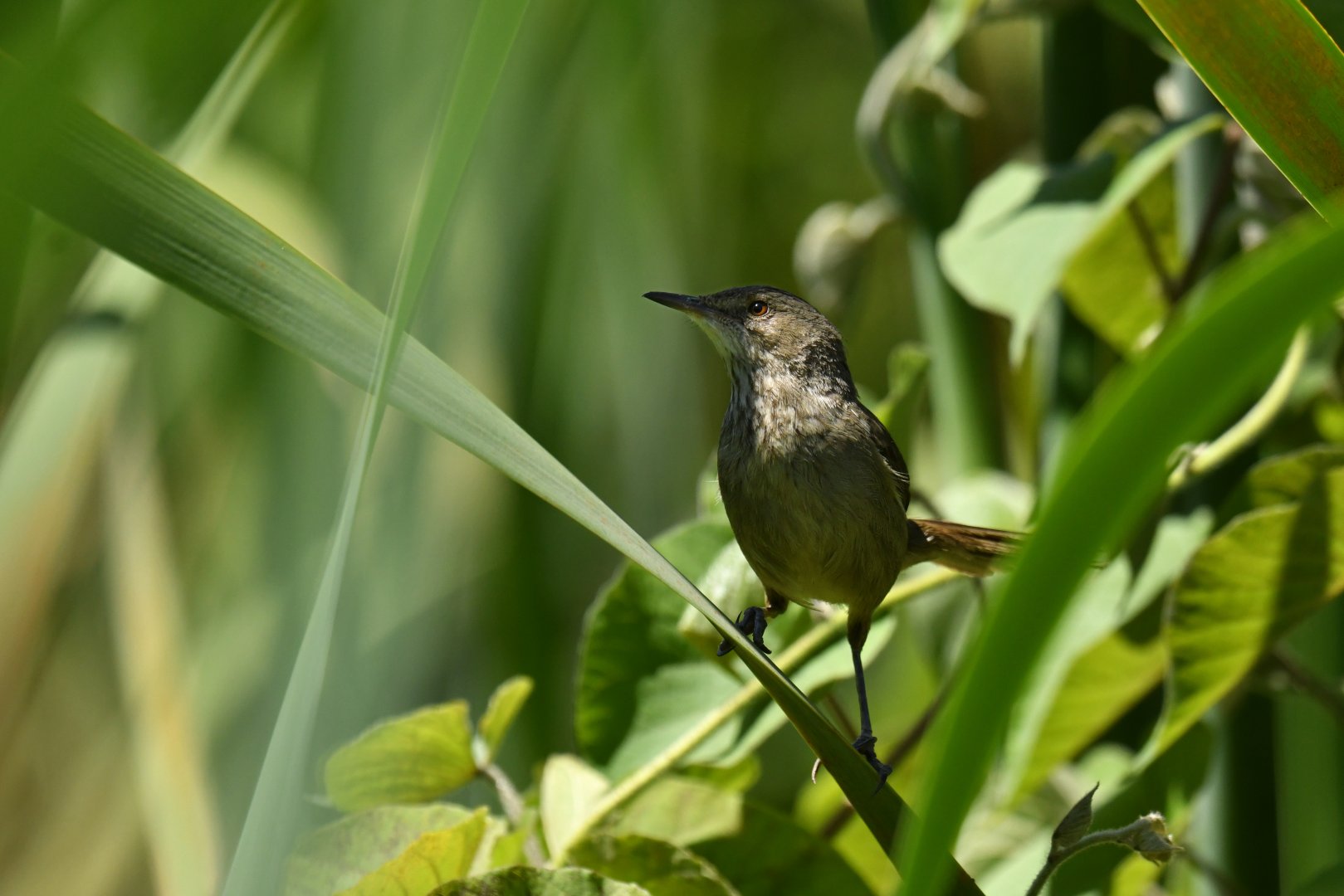 Madagascar Swamp-Warbler Acrocephalus newtoni