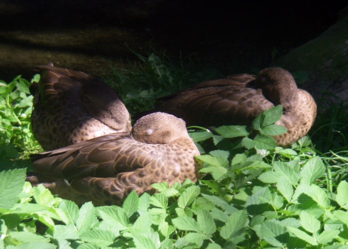 Madagascar teal (Anas bernieri)