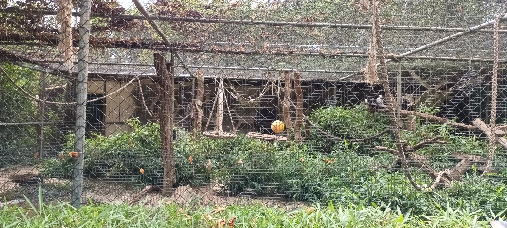 Madagascar Teal and White belted black and white ruffed Lemur Enclosure