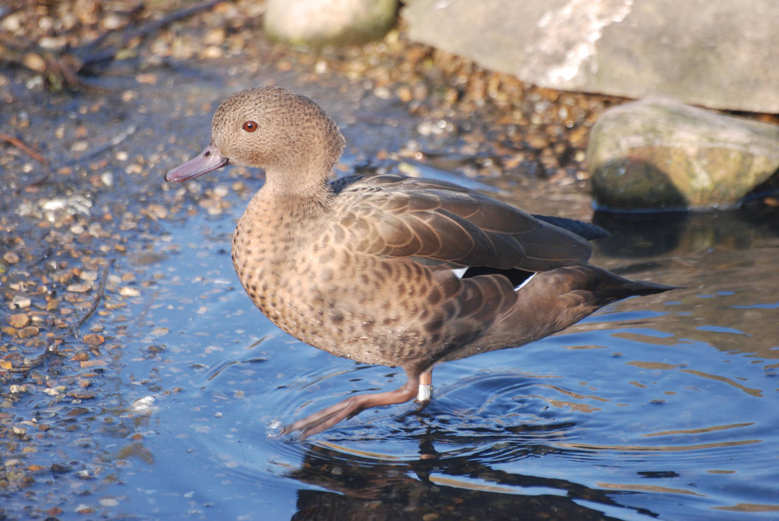 Madagascar Teal at London WWT (Barnes), 15/11/11