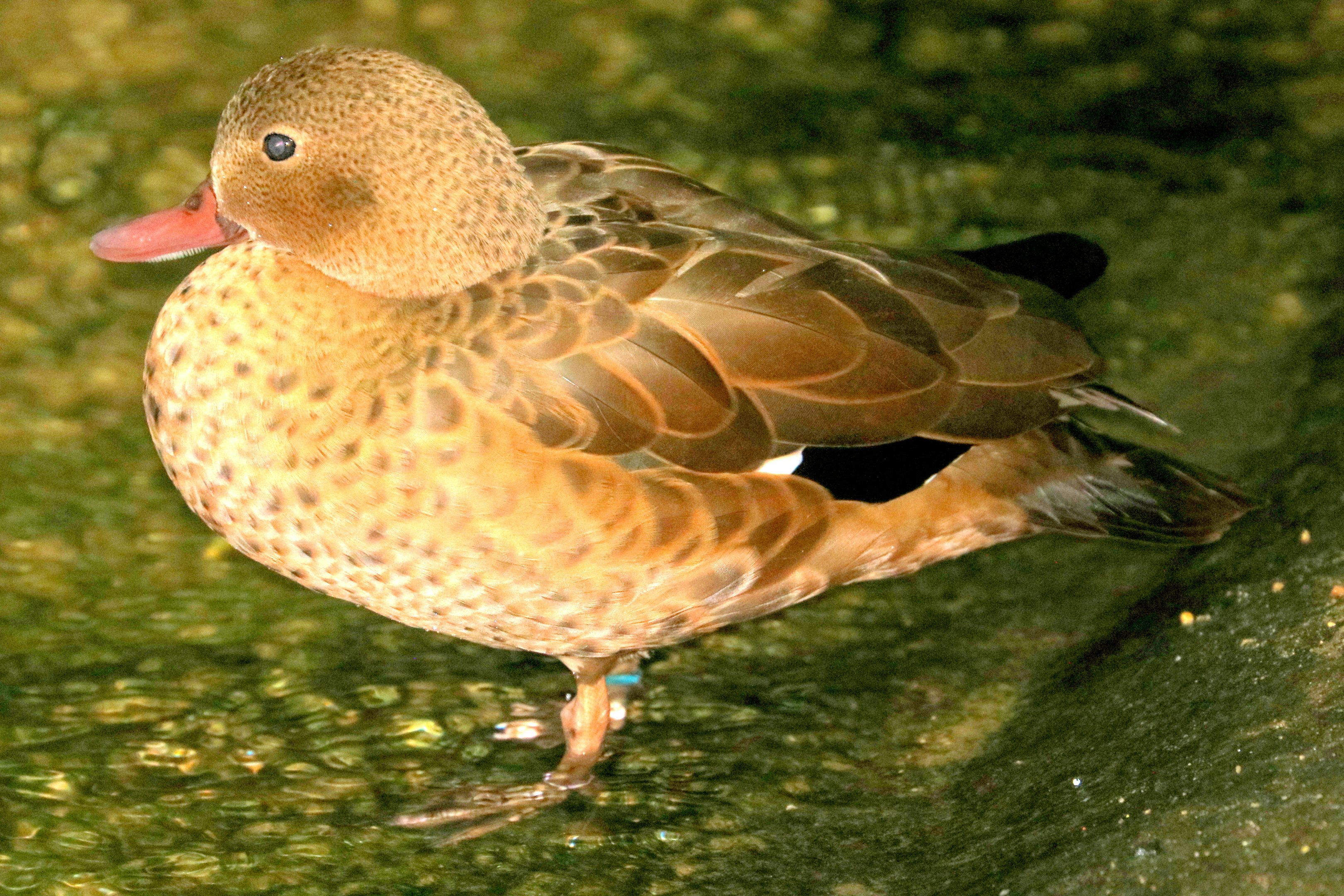 Madagascar teal; London Zoo; 24th January 2020