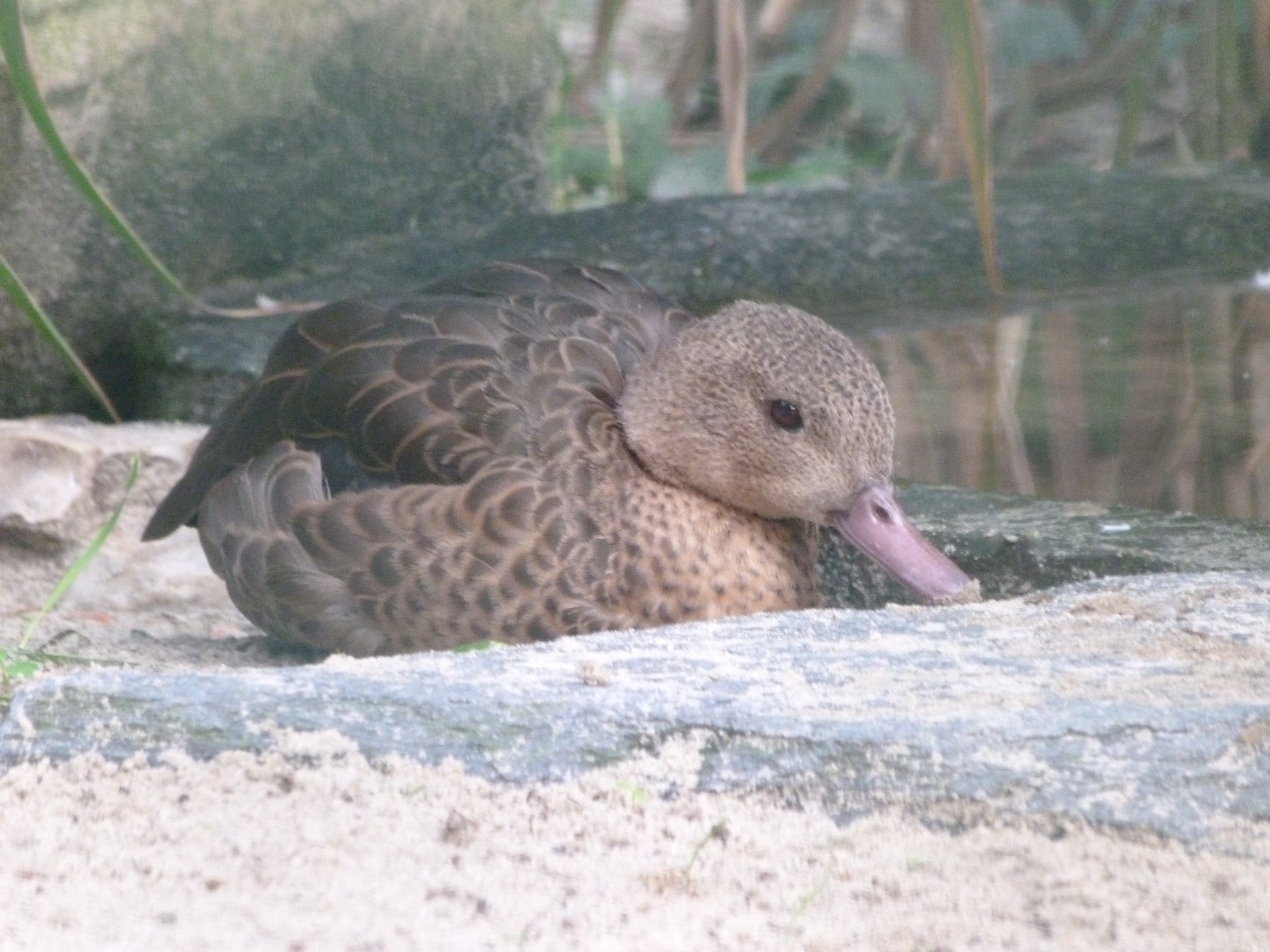 Madagascar teal -Tierpark Berlin (2024)
