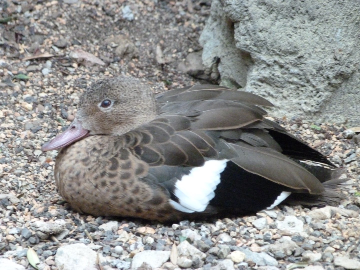 Madagascar teal -Zoologischer Garten Berlin (2024)