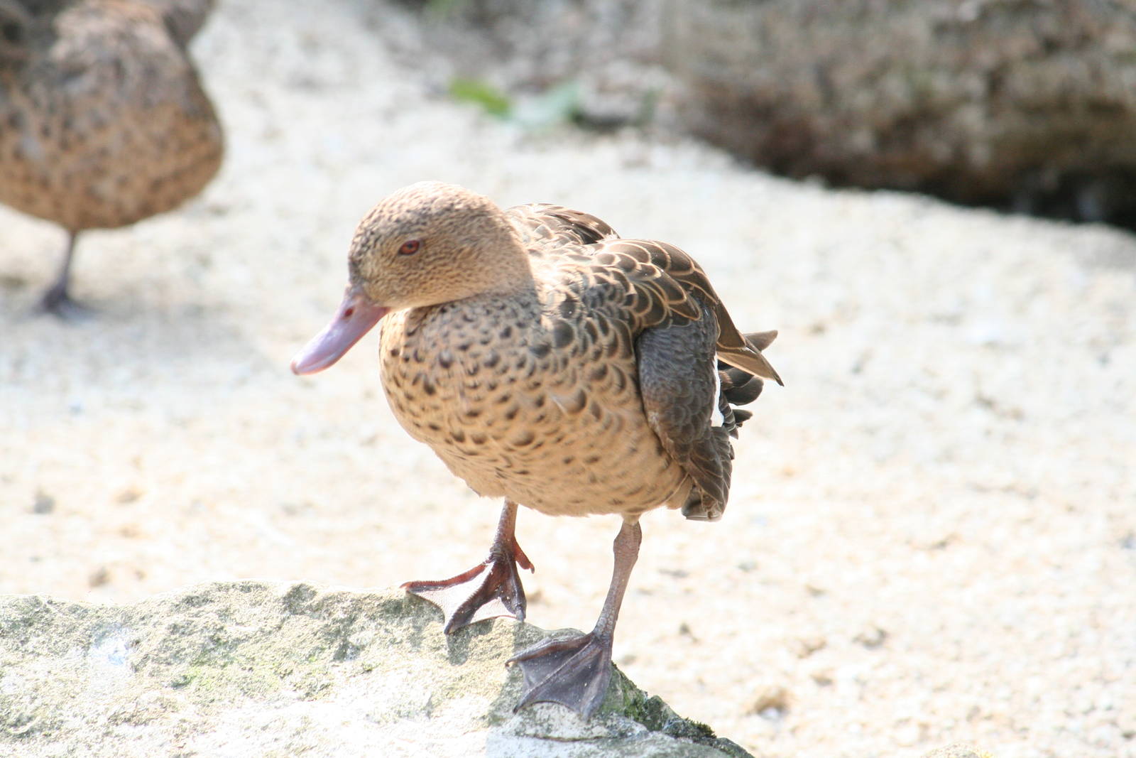 Madagascar teal?