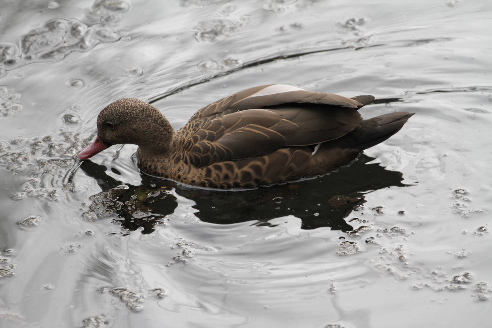 Madagascar Teal?