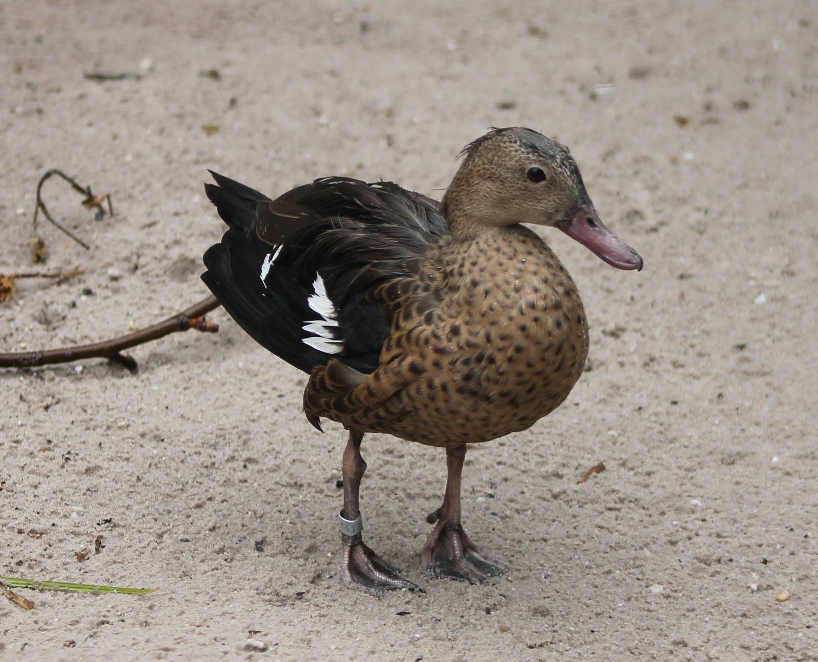 Madagascar teal
