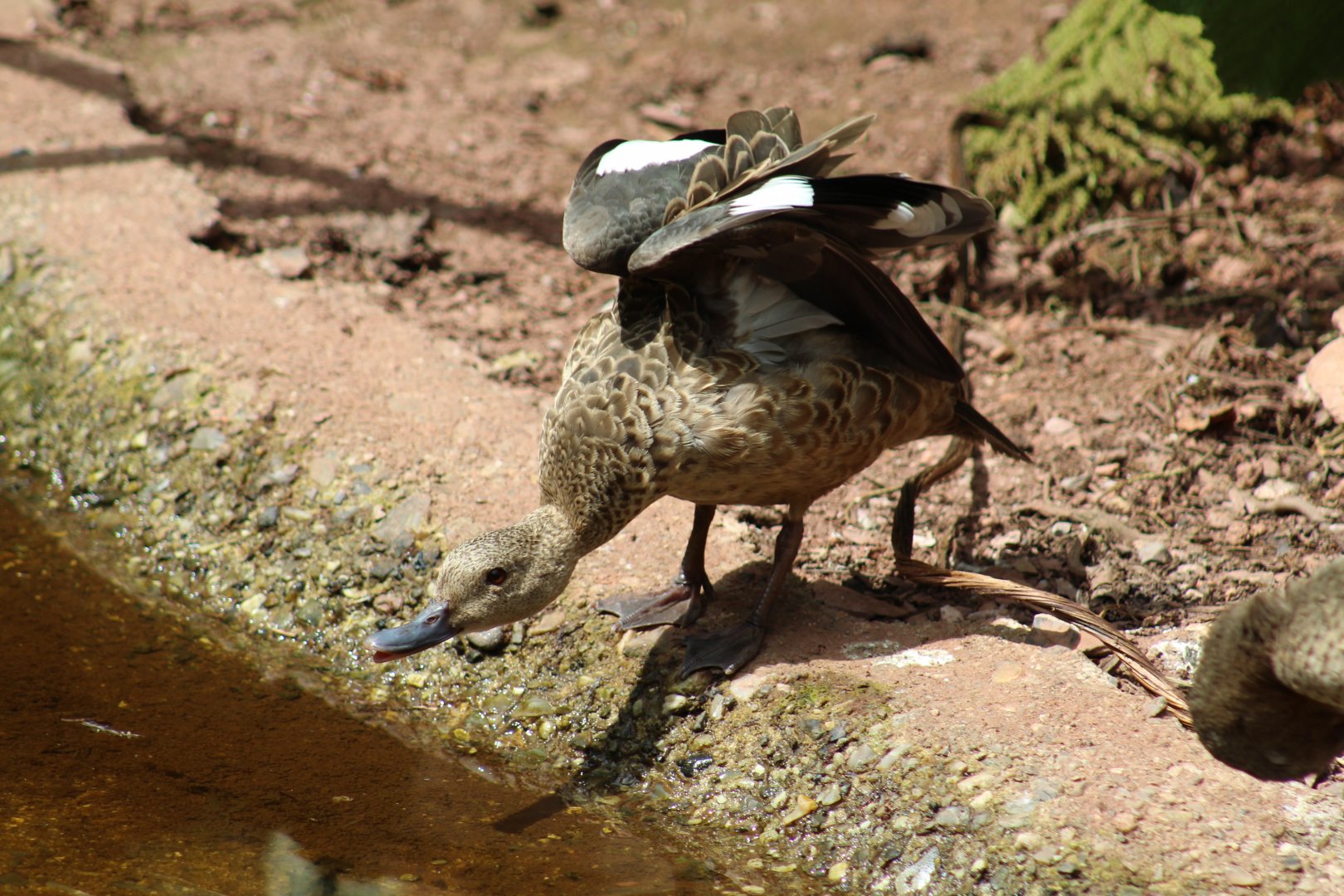 Madagascar Teal