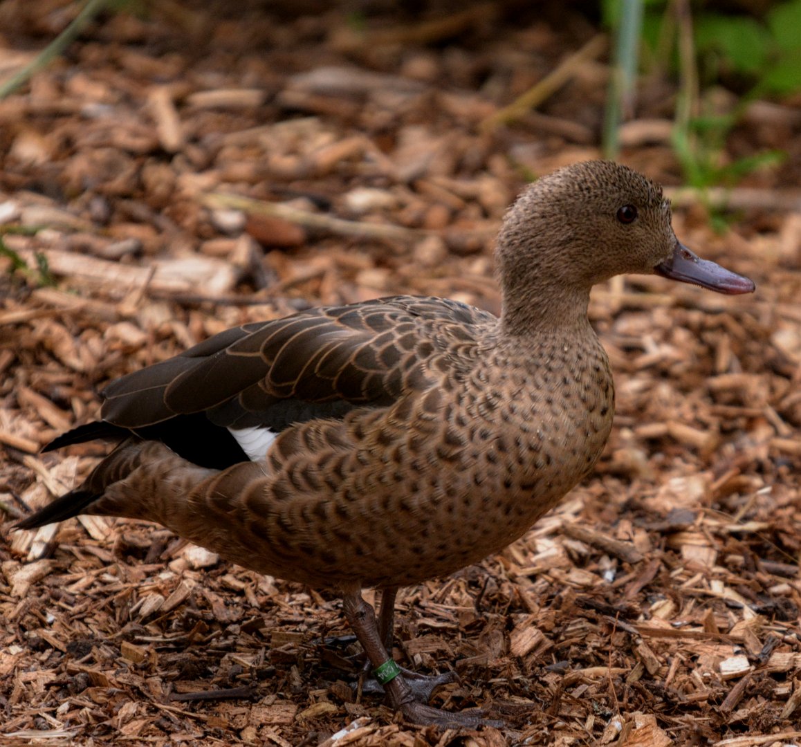 Madagascar Teal