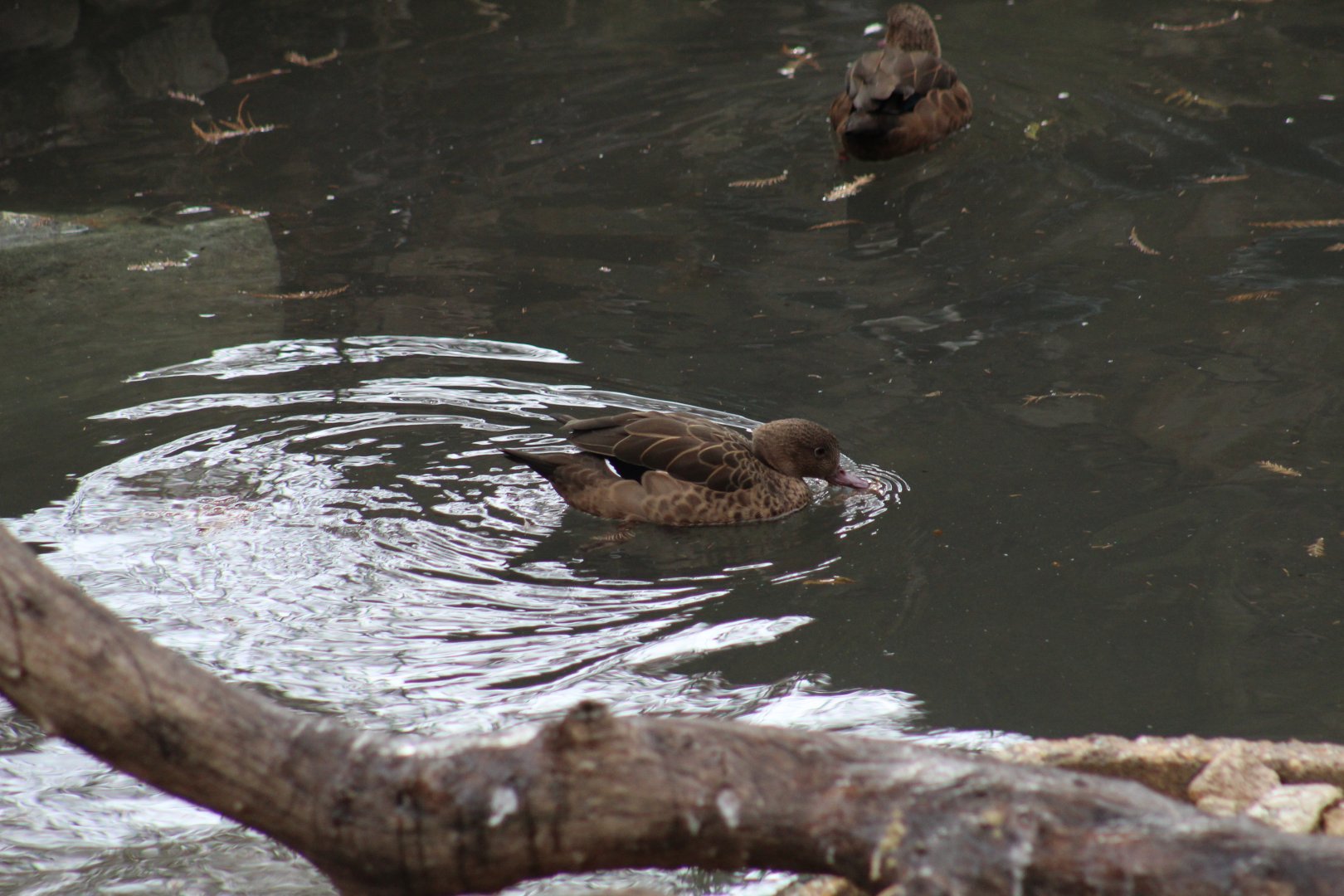 Madagascar Teal