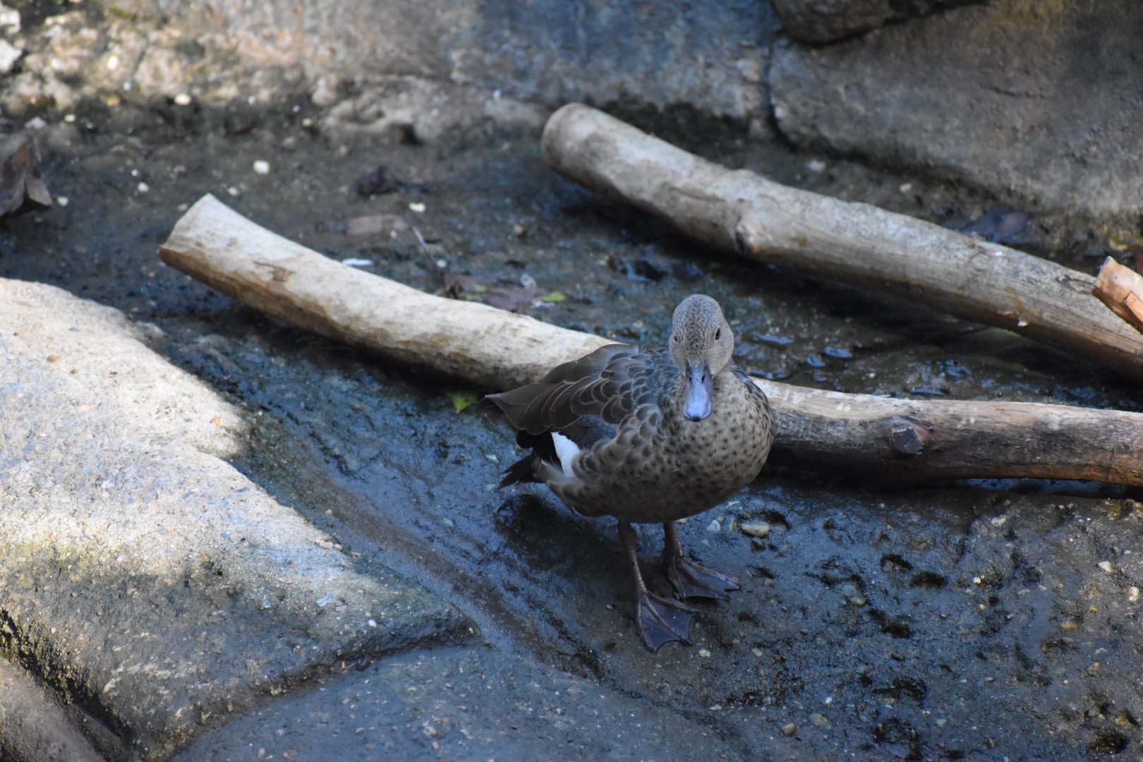Madagascar Teal