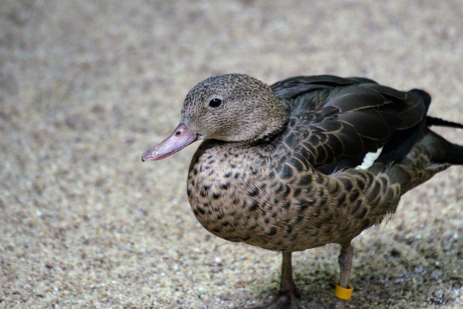Madagascar Teal