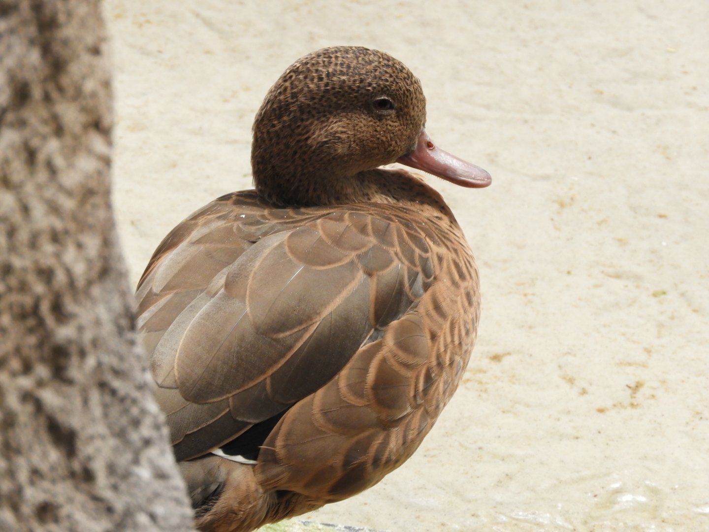 Madagascar teal