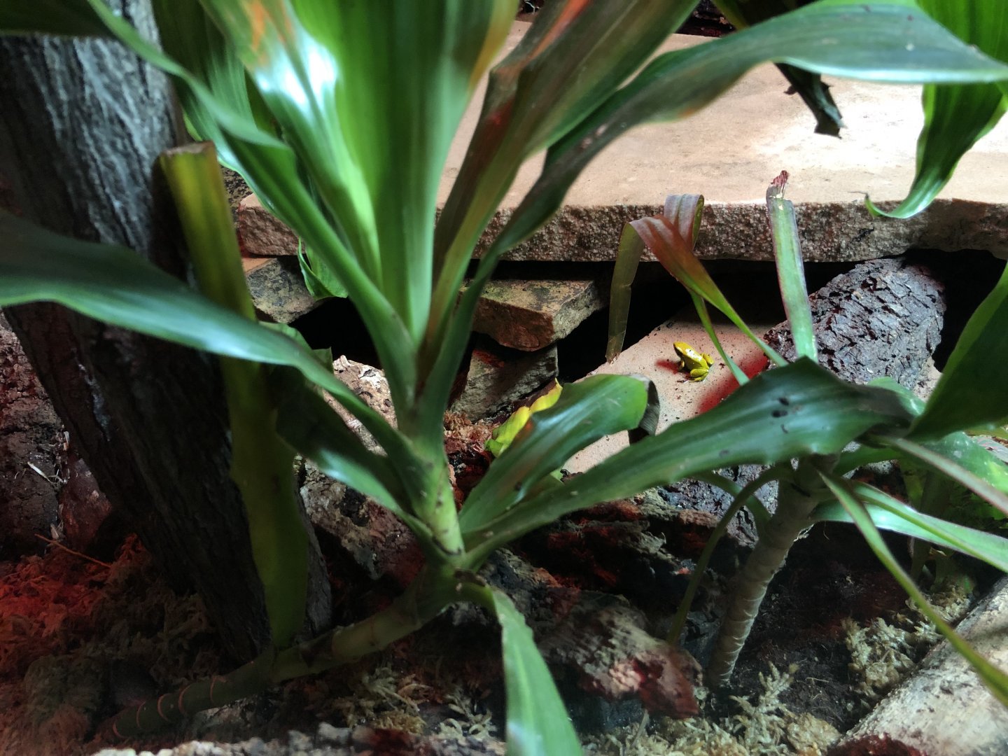 Madagascar terrarium