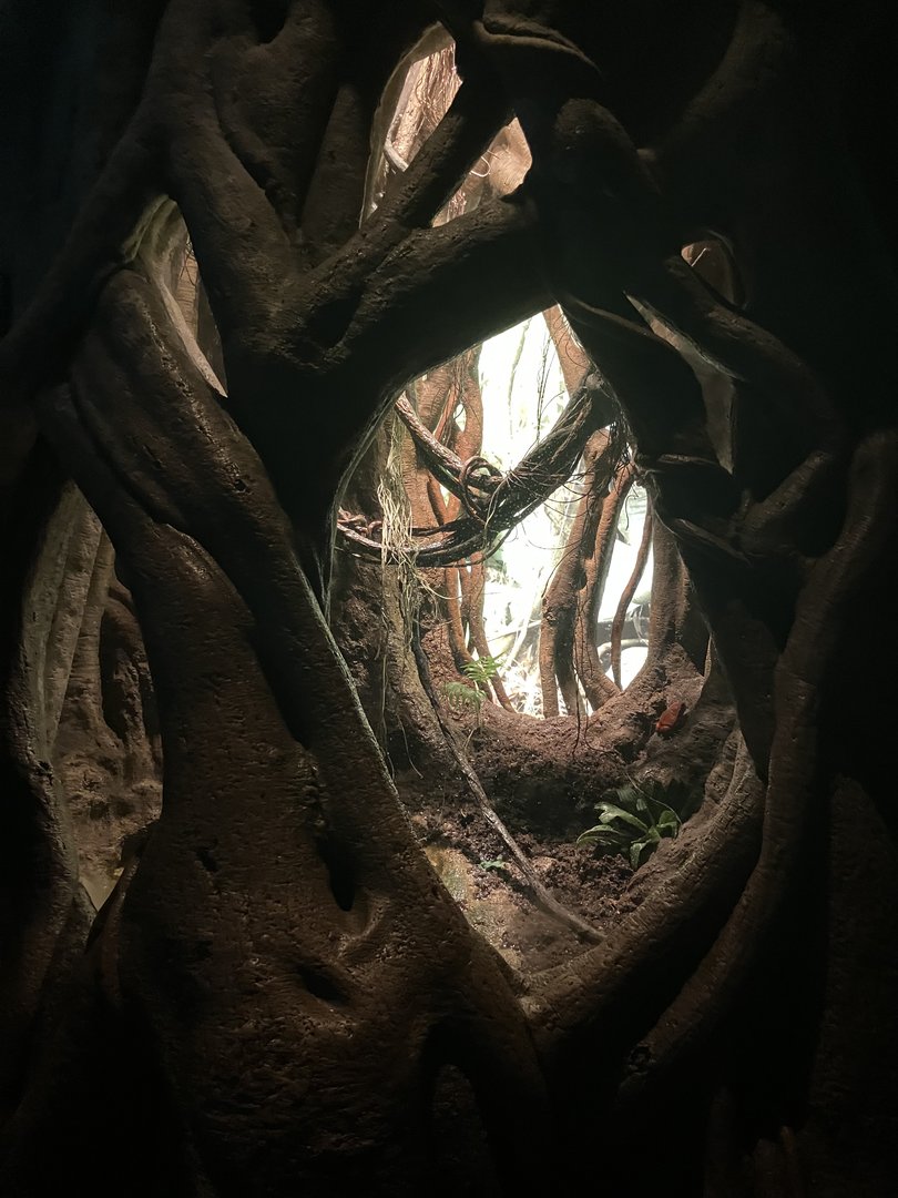 Madagascar - Tomato Frog Terrarium