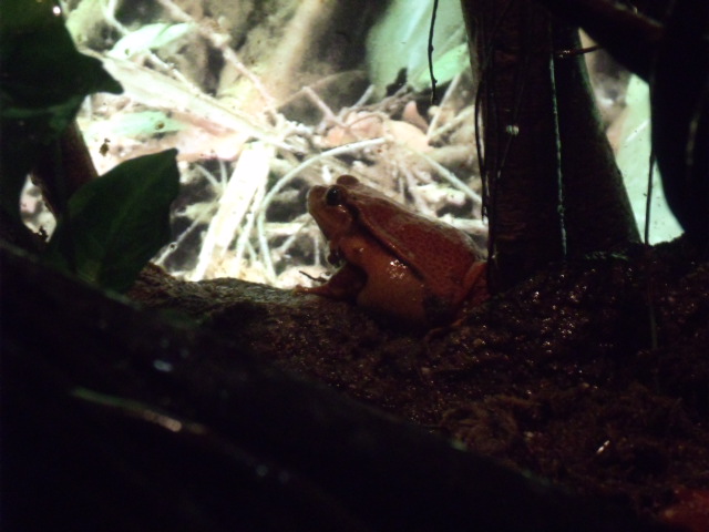 Madagascar Tomato Frog