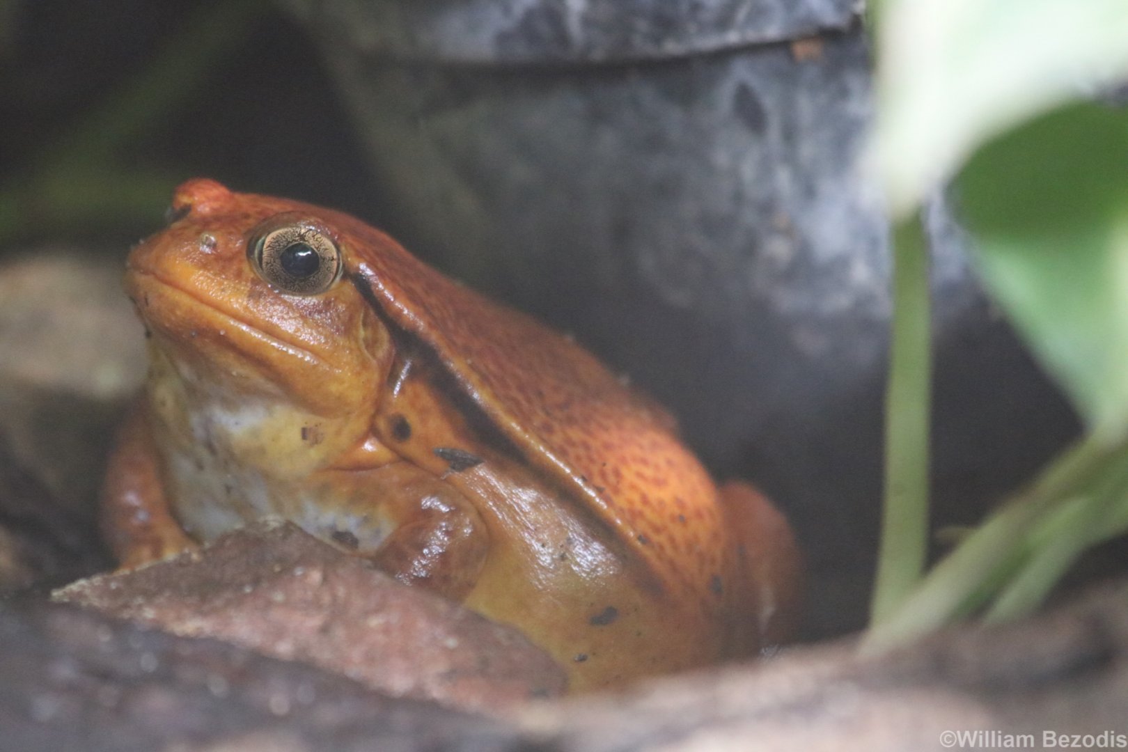 Madagascar Tomato Frog