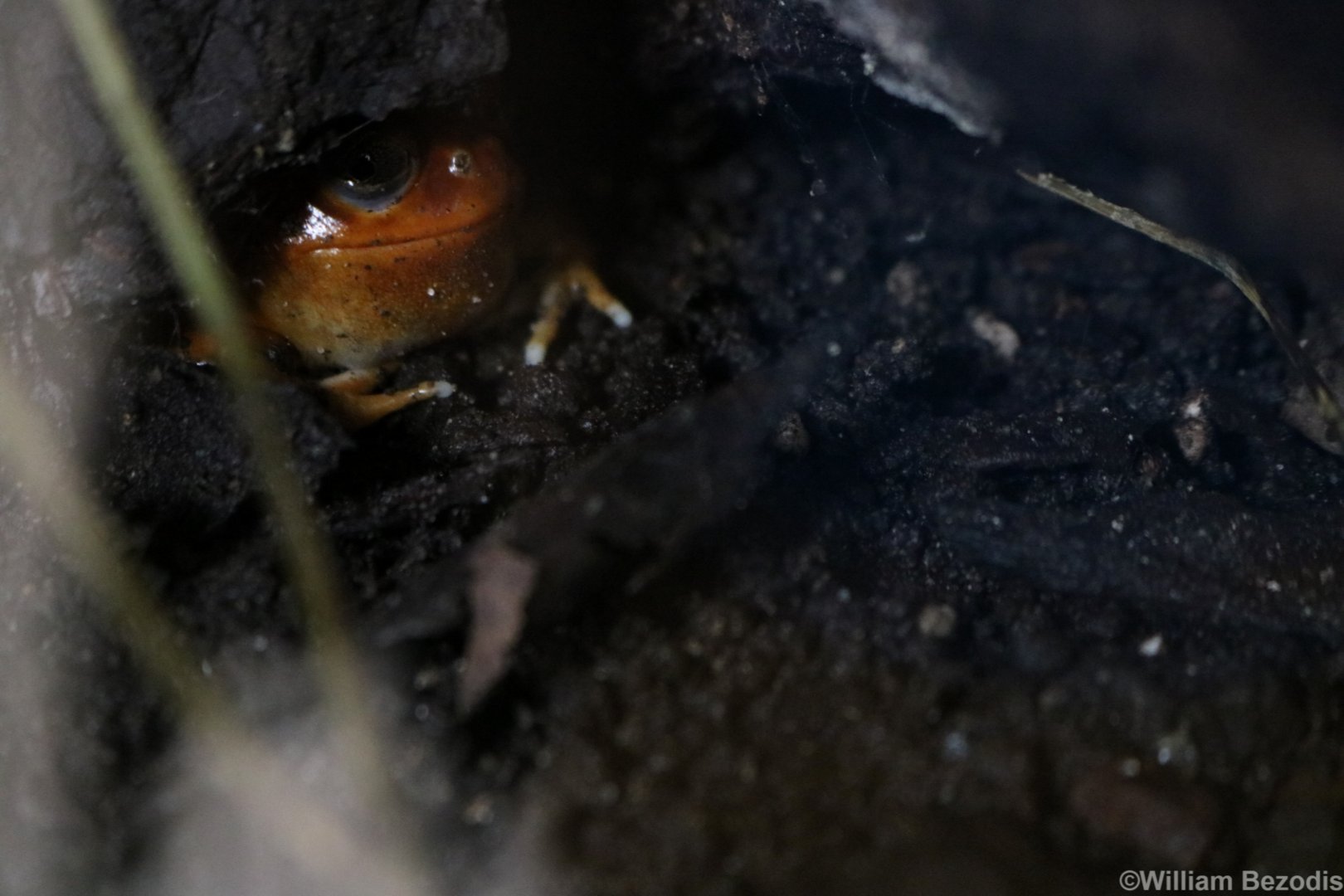 Madagascar Tomato Frog