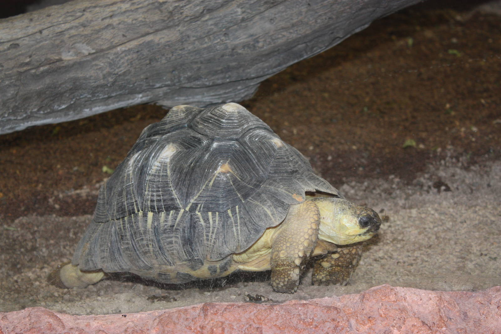 Madagascar!- Tortoise