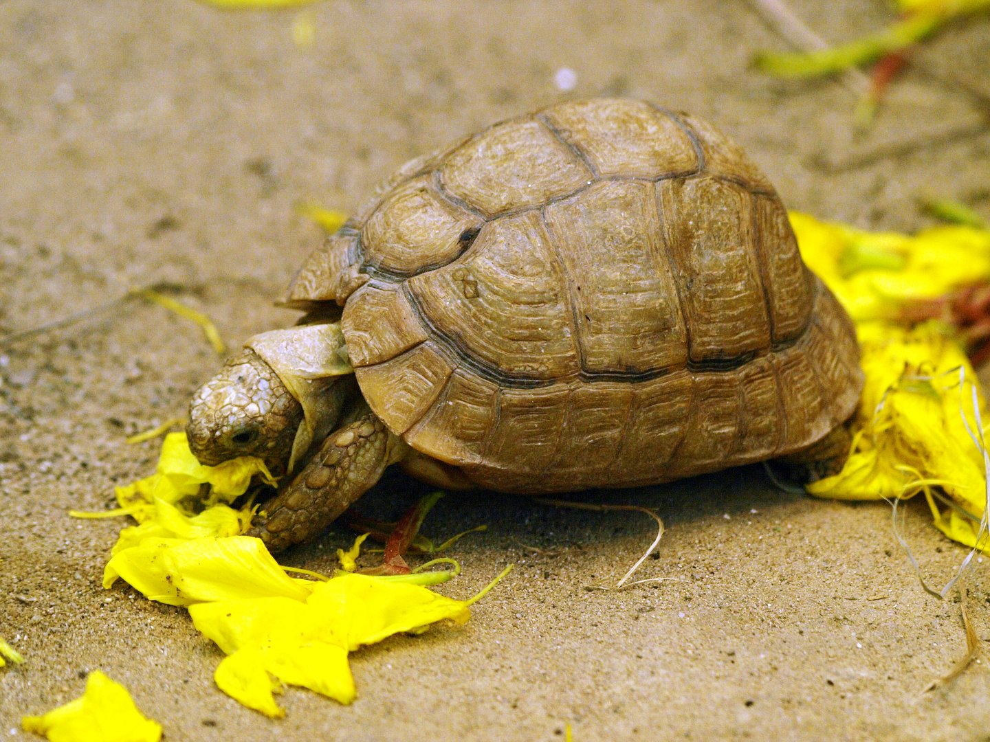 Madagascar tortoise