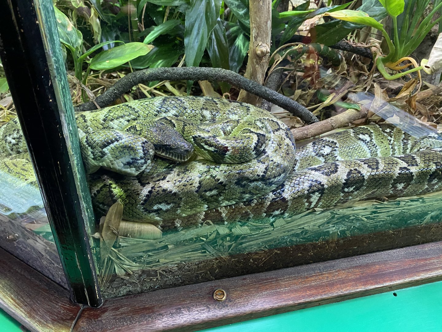 Madagascar tree boa 150220