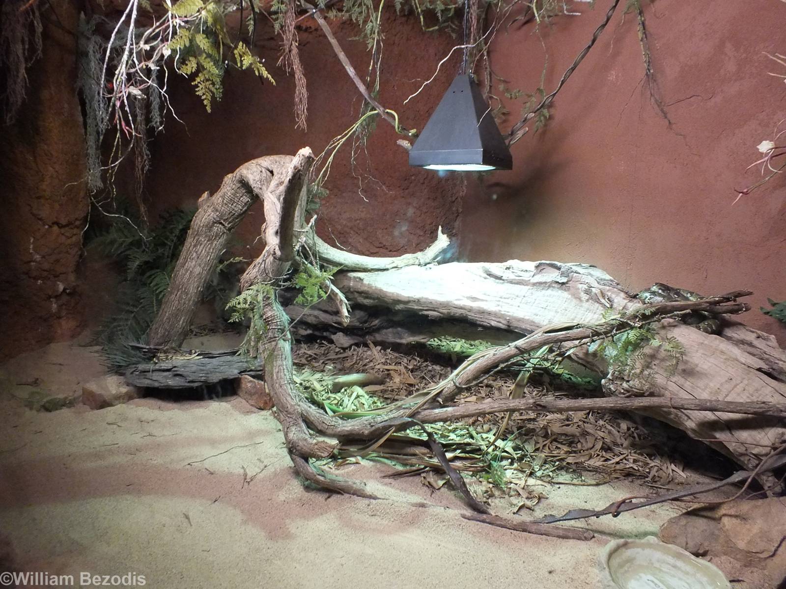 Madagascar Tree Boa Enclosure