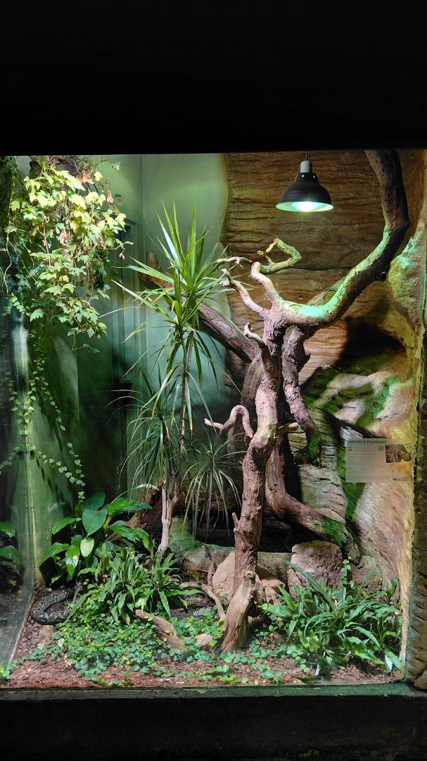Madagascar tree boa exhibit