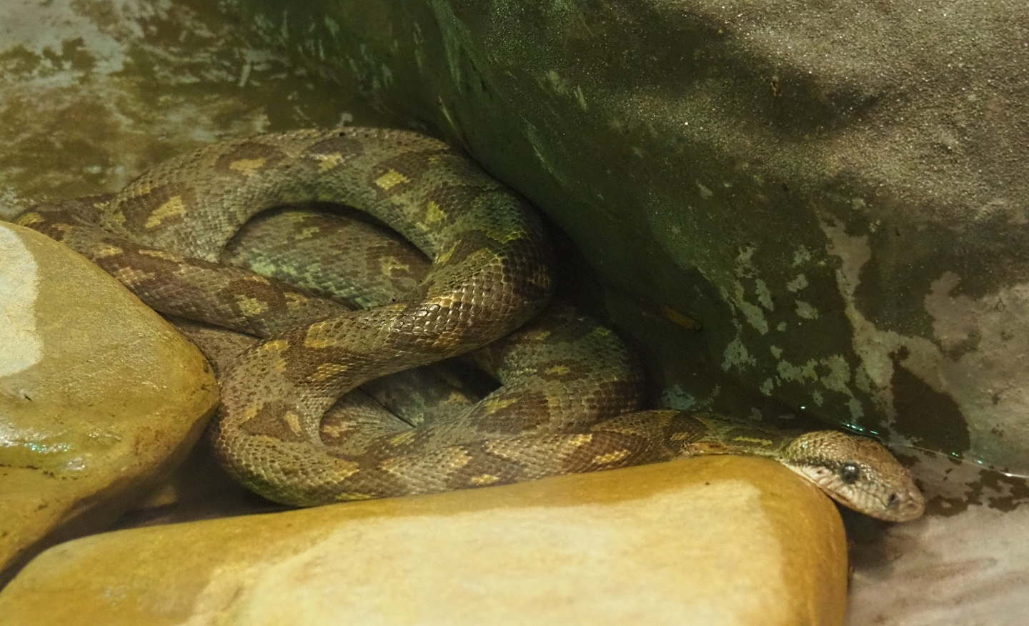 Madagascar tree boa (Sanzinia madagascariensis), Feb 27th, 2019
