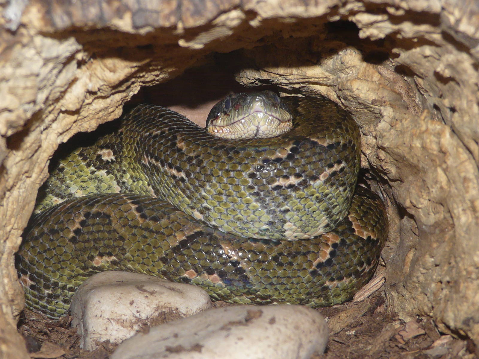 Madagascar tree boa/ Sanzinia madagascariensis